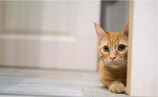 猫咪在家等待喂食