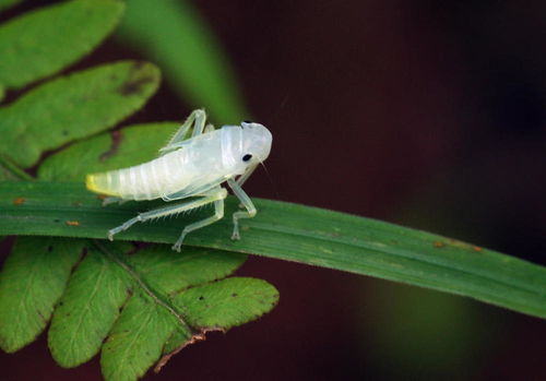 今年夏天蝉为啥这么多？背后真相大揭秘