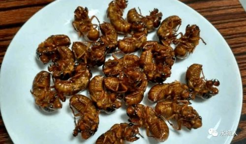 享用知了猴美食