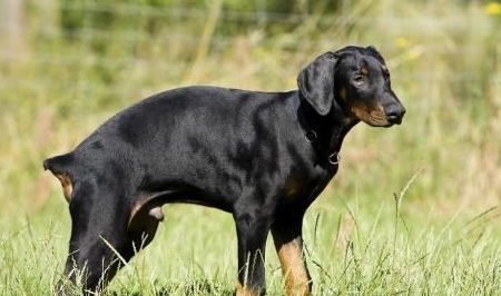 小区杜宾犬未栓绳起冲突后续：养狗人已登门道歉