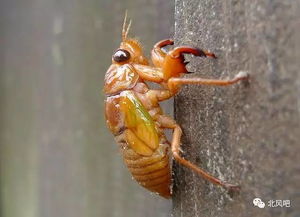 蝉在树枝上产卵