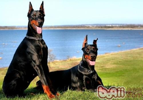 2只杜宾犬没牵绳惹事，路人欲制止反被呛声