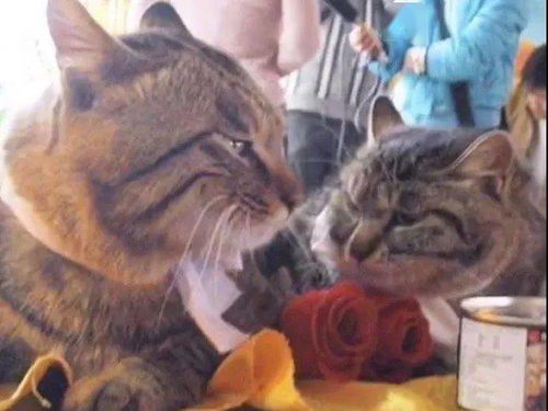 一群小猫围着猫奶奶玩耍