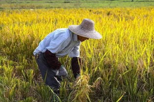 农村公厕成了摆设？当地回应严肃追责！