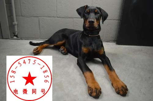 2只杜宾没栓绳，警方紧急排查养狗人！