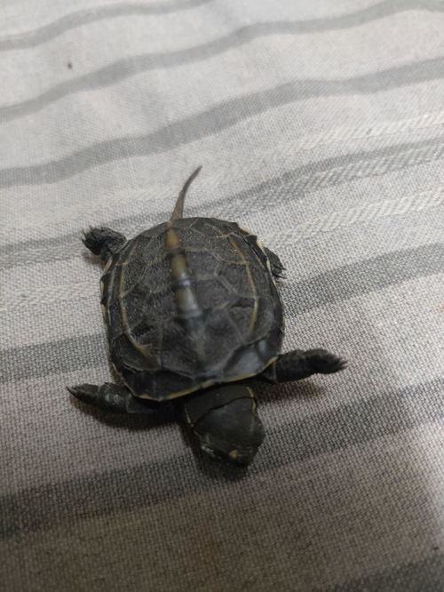 两千元起，国产奇葩手机征战海外，靠‘搞怪’闷声发财？