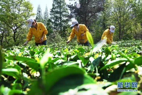 新思想助力新征程：巩固脱贫攻坚成果与乡村振兴齐发力