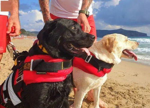 救人的英勇画面