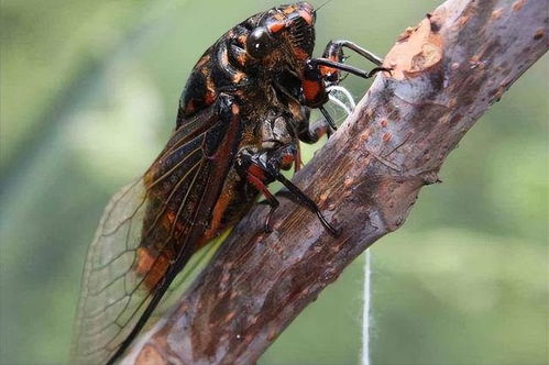 人们在树下乘凉被蝉尿困扰
