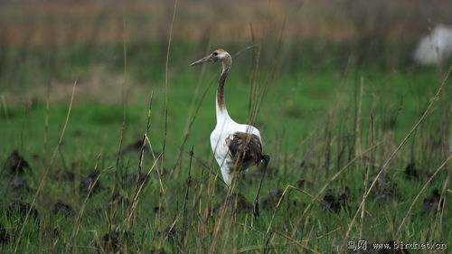 丹顶鹤失伴哀鸣：爱的坚守还是自然的悲歌？