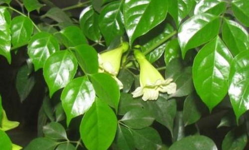 夏日含绿量达百分百，这绿色满盈的盛夏太迷人啦！