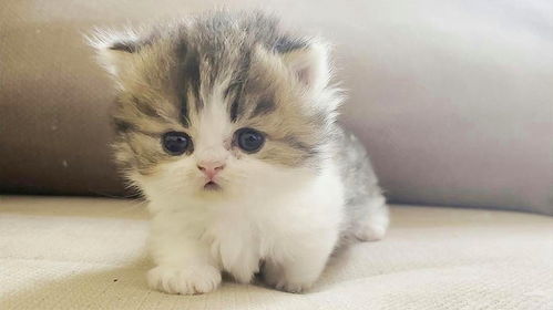 小猫咪图片