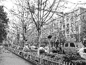 园林工人修剪树枝场景