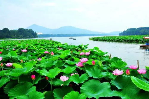 湖水映照着周围绿色景物