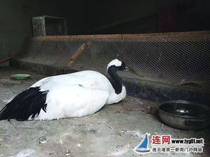 工作人员救助丹顶鹤