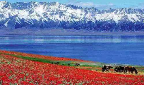 聚焦2025新疆网络文明大会：共绘文明润天山盛景