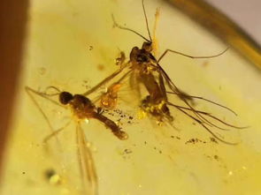 人类VS蚊子：跨越亿万年的‘血战’