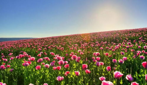 乔任梁出道18周年，父亲身着粉色衣装扫墓令人动容