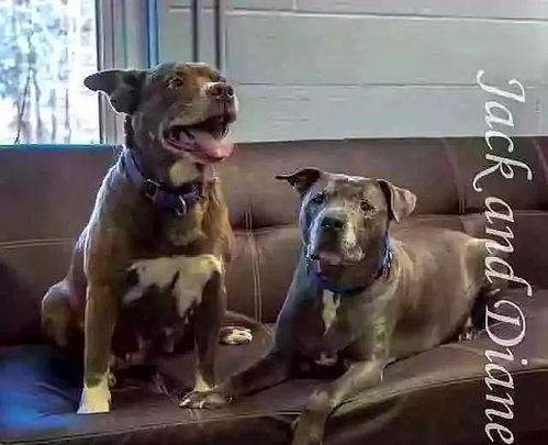 地下斗狗圈：胜者为王败者成肉的灰色地带