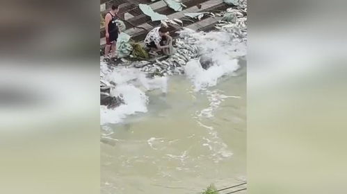 水库泄洪引争议！大量鱼类遭铁丝网拦截