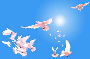 和平鸽象征和平