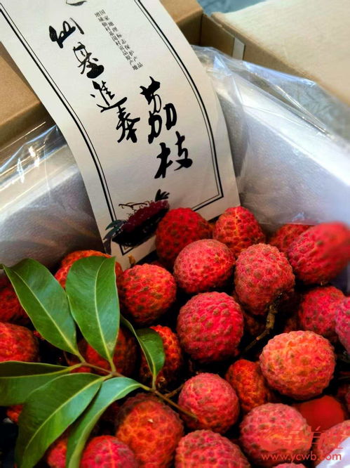 《长安的荔枝》中的荔枝元素场景