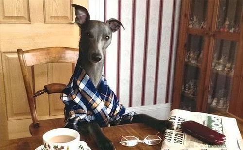 狗狗模仿人类跳舞