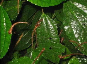 毒虫肆虐北方，众人纷纷“中招”，警惕这致命威胁！