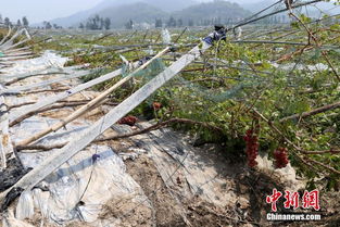 一场台风下的民进党当局：救灾不力尽显真面目