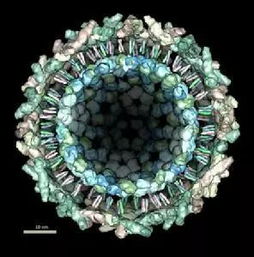 佛山顺德基孔肯雅热疫情迅猛发展，单日激增463例背后真相大揭秘！