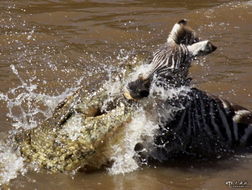 景区惊现4只出逃鳄鱼，1只已被击毙！