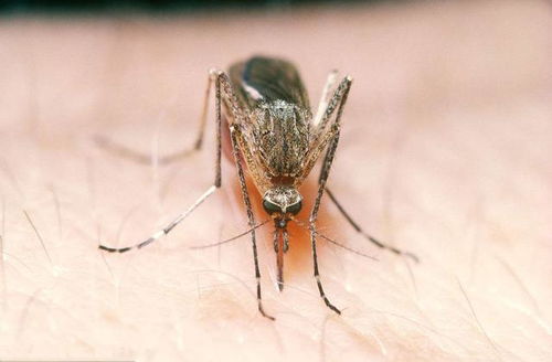 如何预防基孔肯雅热？这些要点你得知道！