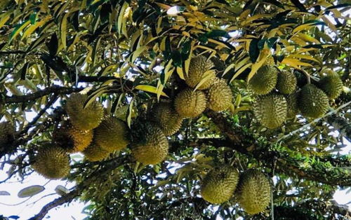 男子骑摩托追尾，脸撞榴莲瞬间太惨！