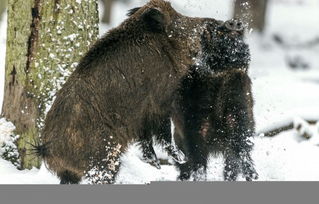 野生动物在森林
