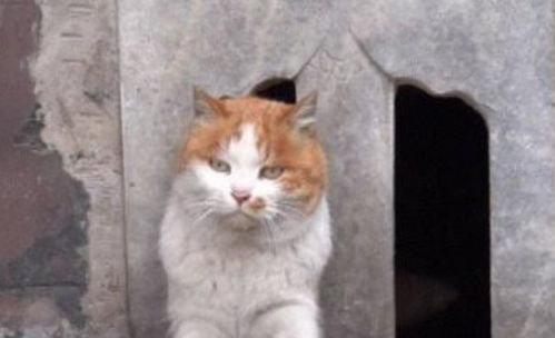 7/24吧友乐子大集合！