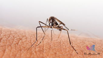 全球最大蚊子工厂在巴西建成！背后竟藏着这些秘密