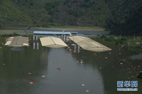 河北暴雨下，500万只蝎子命运堪忧！