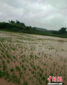 农田被淹的景象