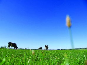 与靳东同游特仑苏沙漠有机之旅，探寻独特生态价值