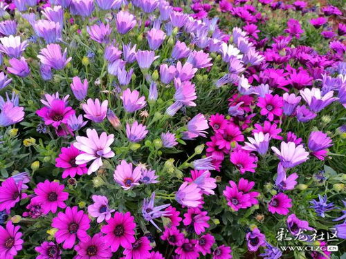 五彩斑斓的花朵盛开