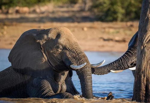 南非富豪CEO竟因大象丧命，背后故事令人唏嘘