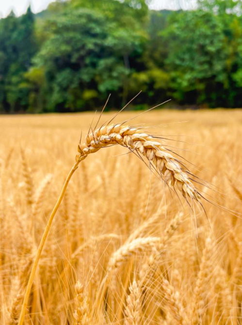 金黄麦浪