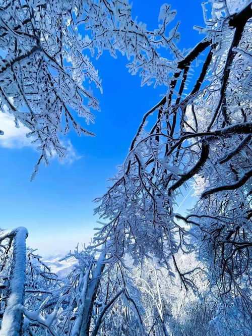 李子柒拍摄的吉林雪景