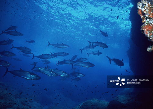 佛山两公园投放5200尾灭蚊鱼，环保又高效！