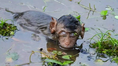 工作人员管理猴子遭游客指责，背后真相引深思！