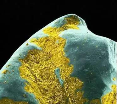 刷牙力度与牙菌斑清除：真相大揭秘！