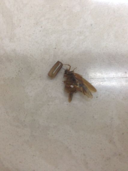 快递盒子里的蟑螂卵分布图