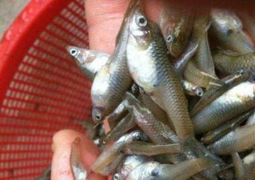 灭蚊鱼捕食蚊幼虫瞬间