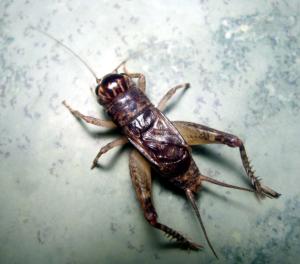 快递惊现蟑螂卵！这背后隐藏着怎样的真相？