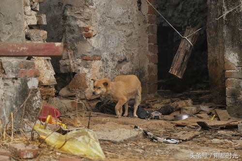 加沙5个月婴儿竟比出生时还轻，背后真相令人揪心
